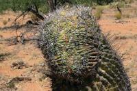 Ferocactus_wislizenii_GM_1321.6.jpg
