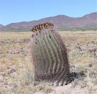 Ferocactus_wislizenii_GM_981.jpg