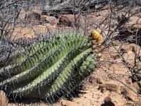 Ferocactus_wislizenii_ssp._herrerae_GM_1265.2.jpg
