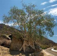 Ficus_palmeri_GM_1266.2.jpg