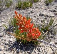 Foquieria_sp._GM_1090.6.jpg