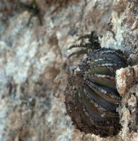 Geohintonia_mexicana_GM_056.jpg