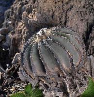 Geohintonia_mexicana_GM_1246.20.jpg