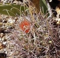 Glandulicactus_uncinatus_GM_1090.11.jpg