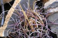 Glandulicactus_uncinatus_GM_1330.6.jpg