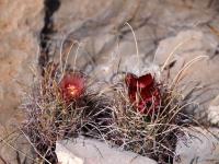 Glandulicactus_uncinatus_GM_1640.4.jpg