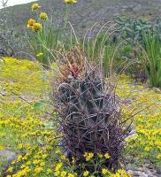 Glandulicactus_uncinatus_GM_901.3.jpg