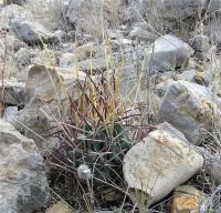 Glandulicactus_uncinatus_GM_927.2.jpg