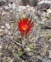 Glandulicactus_uncinatus_GM_967.1.jpg