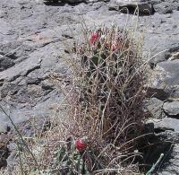 Glandulicactus_uncinatus_wrightii_GM_984.jpg