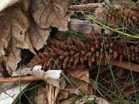 Gunera_tinctoria_GM_1438.3.jpg