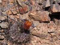 H._heinrichianus_intermedius_GM_1584.2.jpg