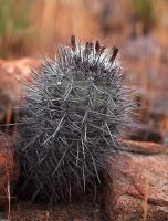 H._simulans_GM_1477.1.jpg