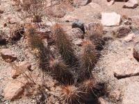 Haageocereus_chilensis_GM_1547.2.jpg