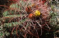 Hamatocactus_hamatacanthus_GM_620.2.jpg