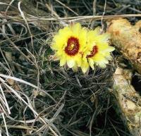 Hamatocactus_setispinus_GM_383.jpg