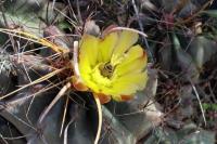 Hamatocactus_sinuatus,_GM_1356.4.jpg