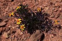 Haplopapplus_sp._GM_1386.10.jpg