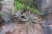 Hechtia_texensis._GM_804.7.jpg