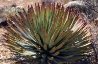Hesperoyucca_peninsulae_GM_1312.jpg