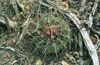 Homalocephala_texensis_GM_381.jpg