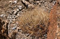 Horridocactus_calderanus_GM_1165.jpg