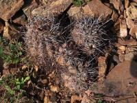 Horridocactus_carrizalensis_GM_1463.1.jpg