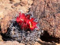 Horridocactus_carrizalensis_GM_1571.2.jpg