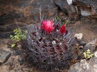 Horridocactus_confinis_GM_1457.1.jpg