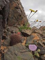 Horridocactus_confinis_GM_1457.4.jpg