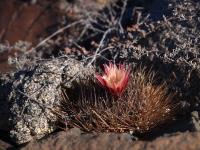 Horridocactus_confinis_GM_1567.2.jpg
