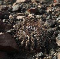 Horridocactus_crispa_ssp._carrizalensis_GM_1427.jpg