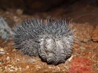 Horridocactus_crispa_ssp._totoralensis_GM_1429.jpg