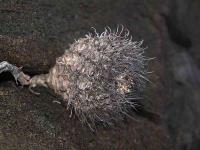 Horridocactus_crispa_ssp._totoralensis_GM_1430.1.jpg