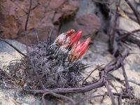 Horridocactus_crispa_v._huascensis_GM_1148.jpg