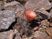 Horridocactus_crispa_v._huascensis_GM_1199.2.jpg