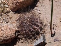 Horridocactus_crispus_GM_1465.jpg