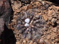 Horridocactus_crispus_GM_1576.1.jpg