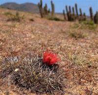 Horridocactus_curvispina_GM_1119.4.jpg