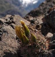 Horridocactus_curvispina_andicola._GM_1114.jpg