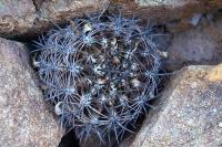 Horridocactus_curvispina_v._choapensis_GM_1120.1.jpg