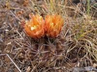 Horridocactus_curvispina_v._mutabilis._GM_1117.jpg