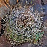 Horridocactus_curvispinus_GM_1608.1.jpg