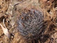 Horridocactus_curvispinus_aconcaguensis_GM_1607.jpg