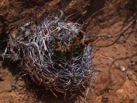 Horridocactus_curvispinus_choapensis_GM_1604.jpg