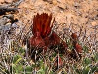 Horridocactus_curvispinus_ssp._robustus_GM_1481.jpg