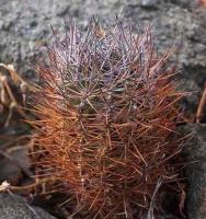 Horridocactus_echinus_GM_1412.3.jpg