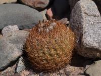 Horridocactus_eriosyzoides_GM_1132.jpg