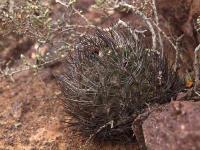 Horridocactus_eriosyzoides_ssp._atroviridis_GM_1426.jpg