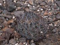 Horridocactus_eriosyzoides_ssp._atroviridis_GM_1430.7.jpg